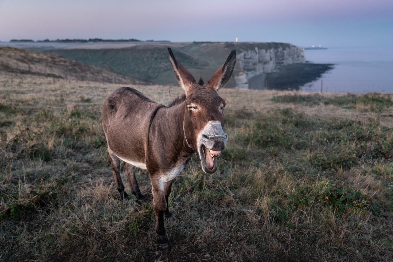 picture of donkey