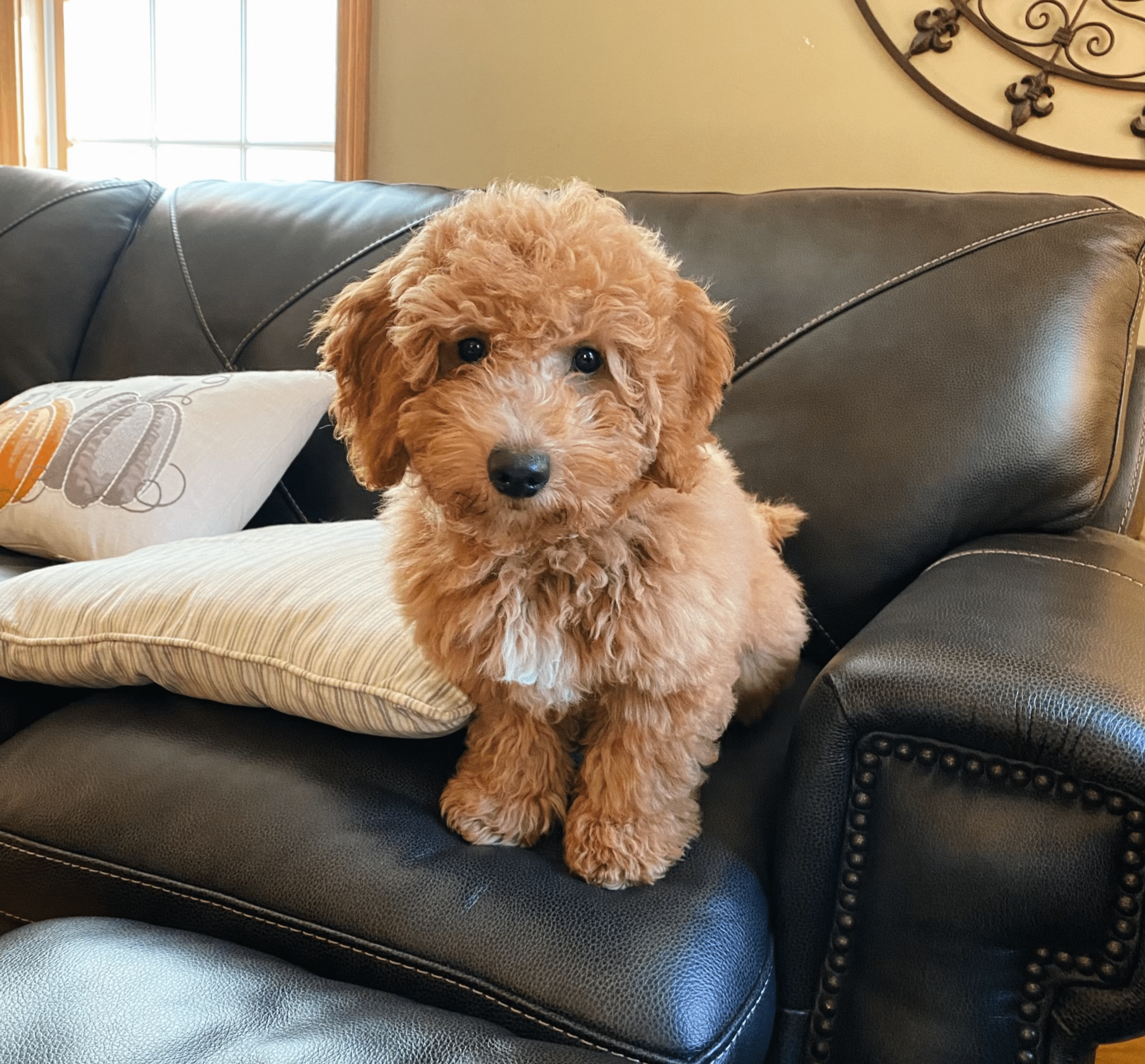 brian's dog